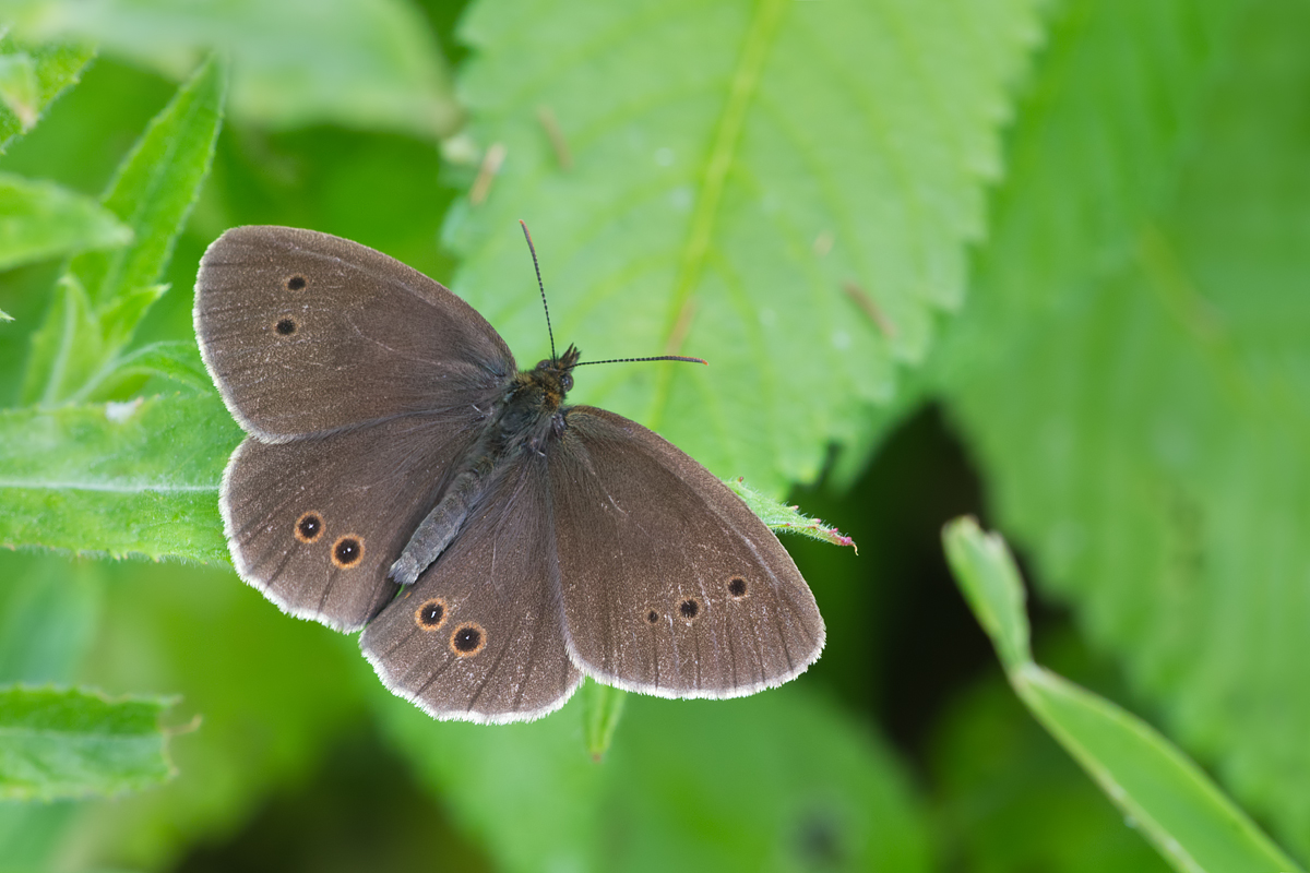 Ringlet Butterfly